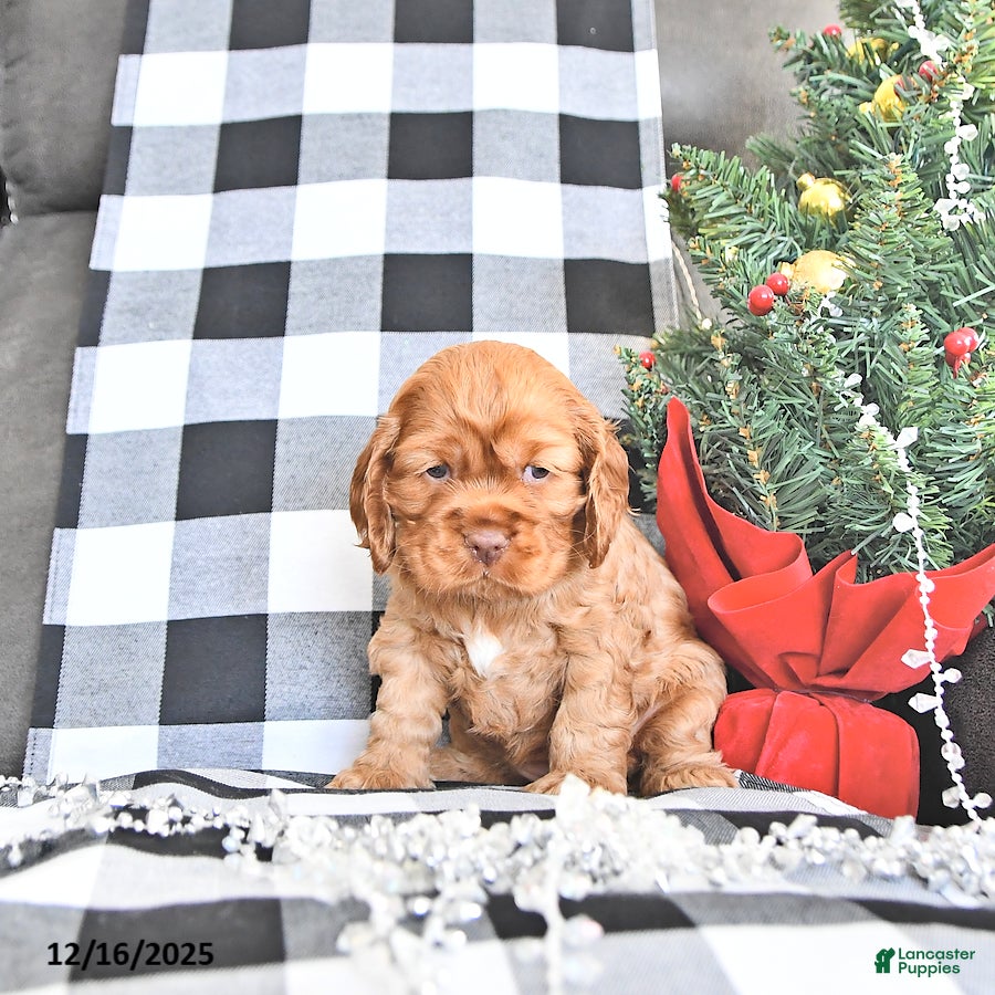 Cocker Spaniel dogs Aspen - Ad 17