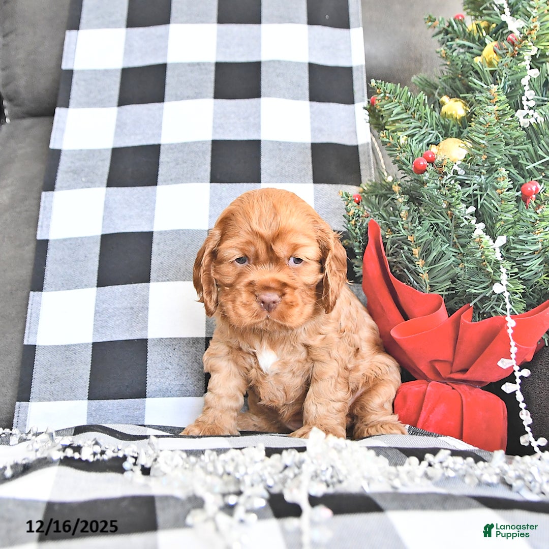 Cocker Spaniel dogs for sale: Aspen - Ad 1