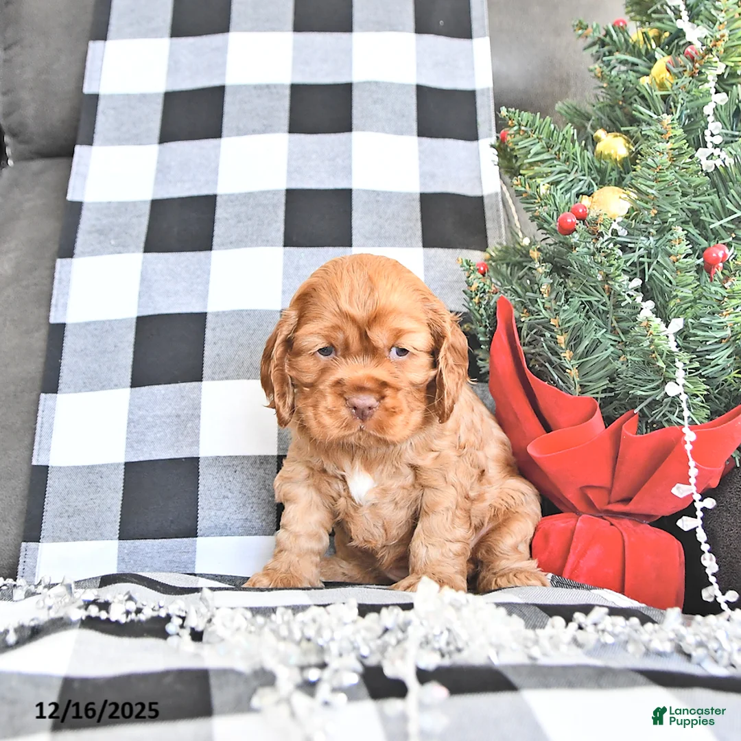 Cocker Spaniel dogs for sale: Aspen - Ad 1