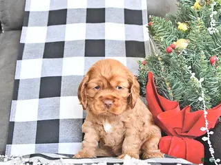 Cocker Spaniel dogs Aspen - Ad 34