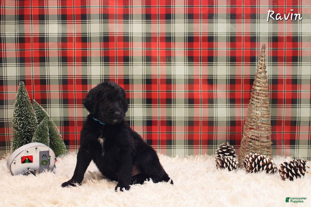 Mixed Breed dogs for sale: Ravin  - Ad 1