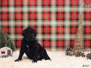 Mixed Breed dogs Ravin - Ad 9