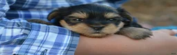 Yorkshire Terrier dogs for sale: Jaci - Ad 6