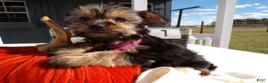 Yorkshire Terrier Puppy 1 Celeste