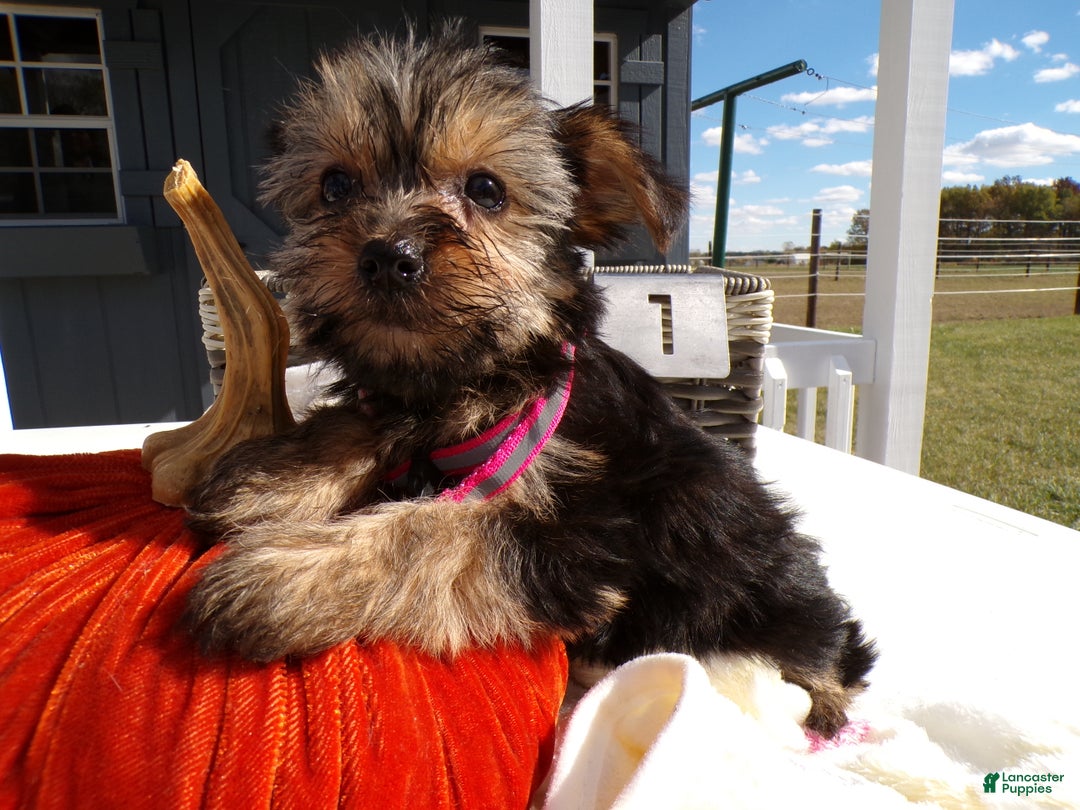 Yorkshire Terrier dogs for sale: Yorkshire Terrier Puppy 1 Celeste - Ad 1