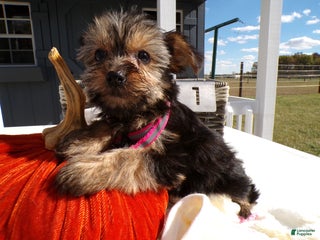 Yorkshire Terrier dogs Yorkshire Terrier Puppy 1 Celeste - Ad 42