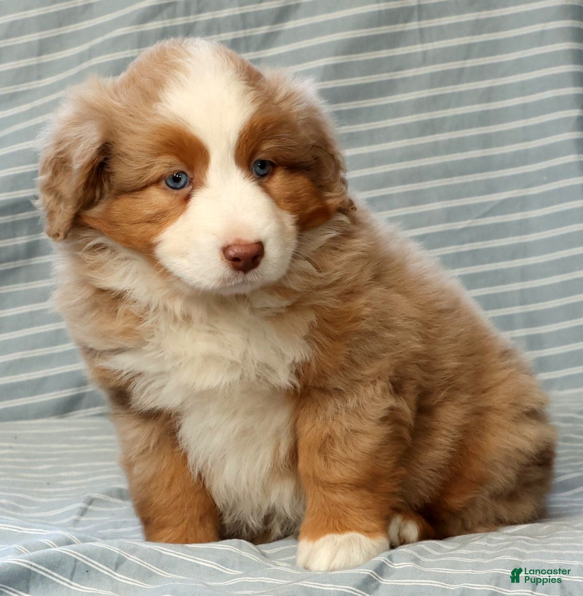 Australian Shepherd dogs for sale: Margie - Ad 6