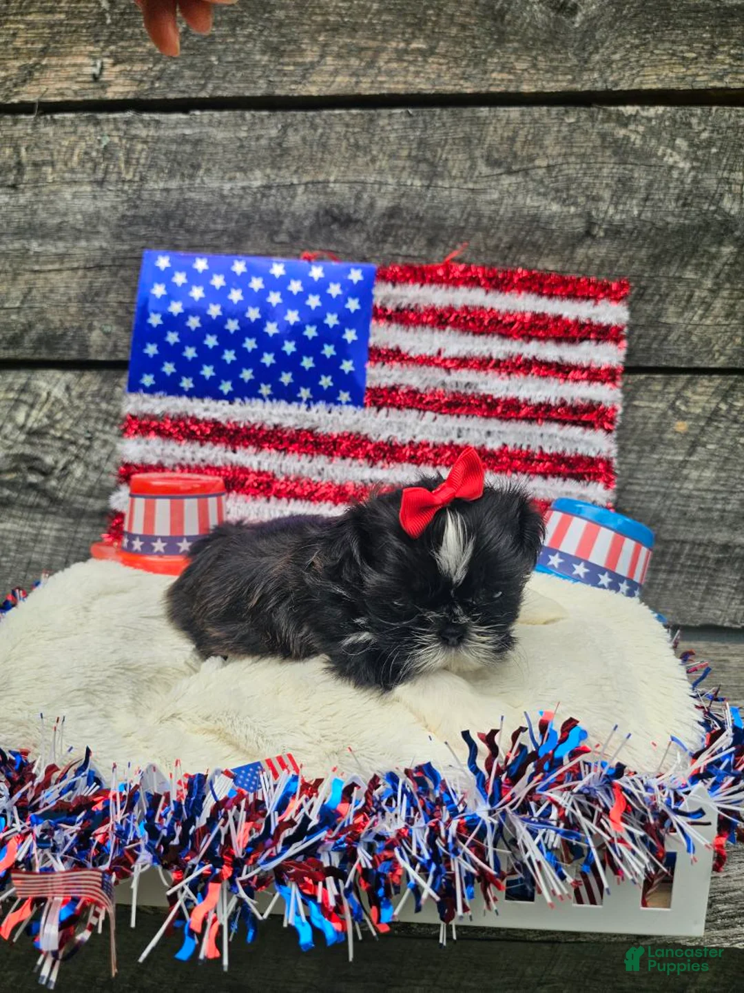 Shih Tzu dogs for sale: Willow - Ad 1