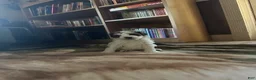 Mini Goldendoodle dogs for sale: River  - Ad 3