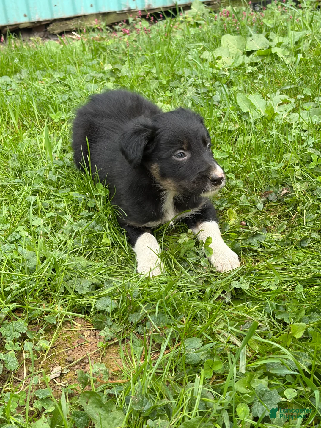 Border Collie dogs for sale: Kay Border Collie  - Ad 1