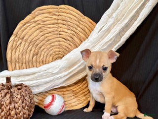 Chihuahua dogs - Ad 6