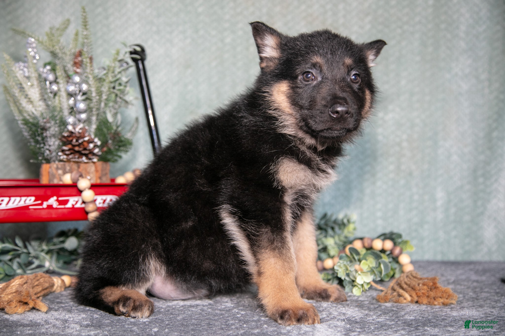 German Shepherd dogs Landon - Ad 2