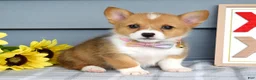 Welsh Corgi Pembroke dogs for sale: Winnie - Ad 3
