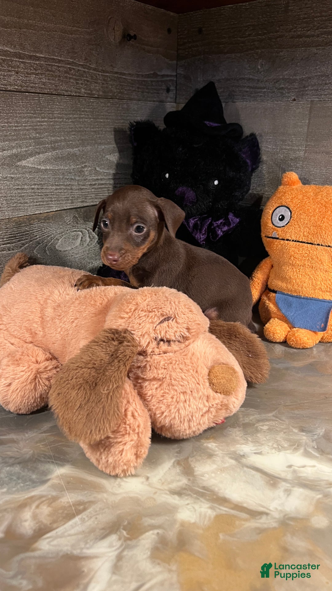 Miniature Pinscher dogs for sale: Teddy - Ad 6
