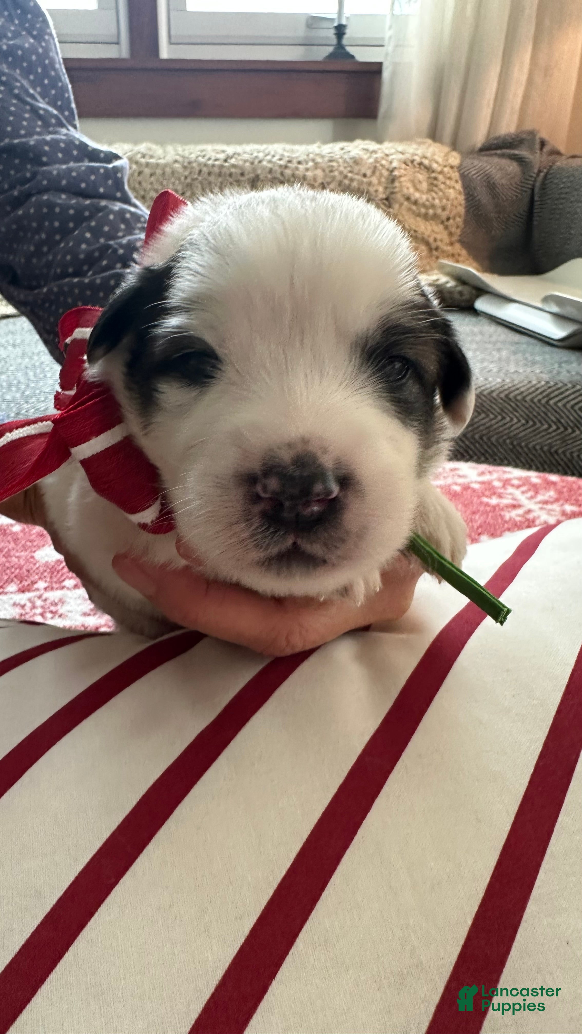 Great Pyrenees dogs Green - Ad 15