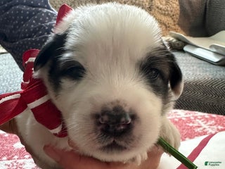 Great Pyrenees dogs Green - Ad 15