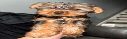 Yorkshire Terrier dogs for sale: muncy - Ad 2