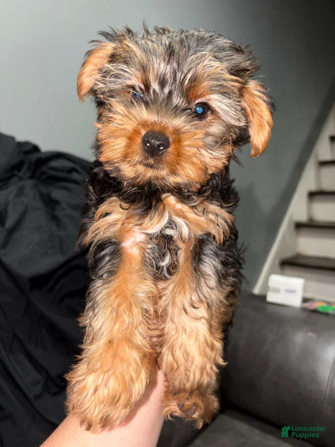 Yorkshire Terrier dogs for sale: muncy - Ad 2