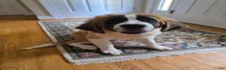 Saint Bernard dogs for sale: Saint Bernard 6 - Ad 4