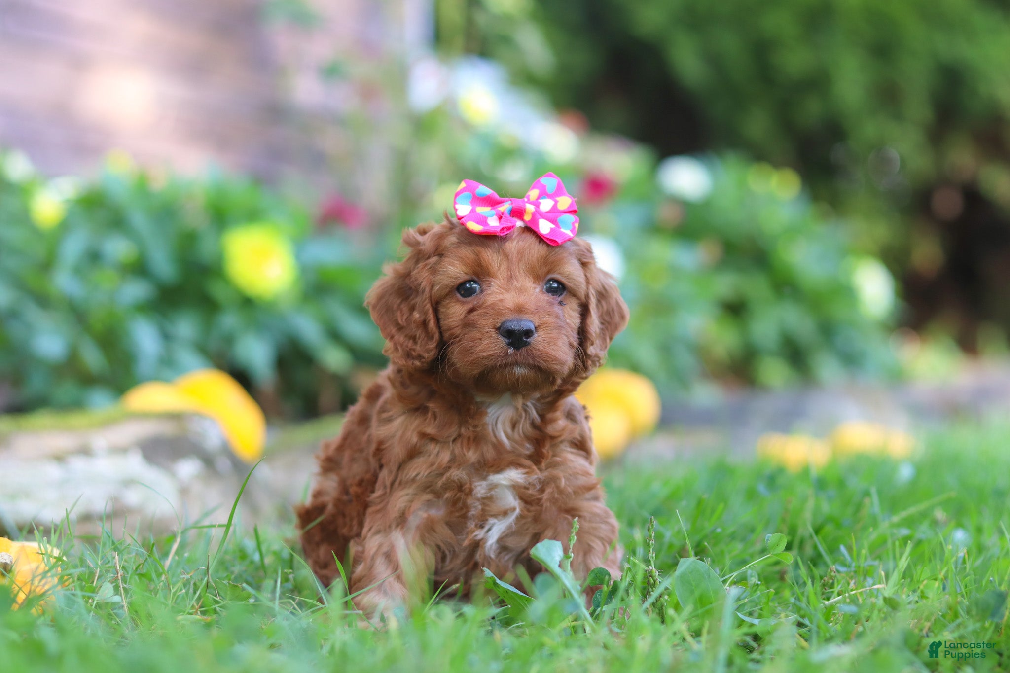 Cockapoo dogs Magnolia - Ad 1