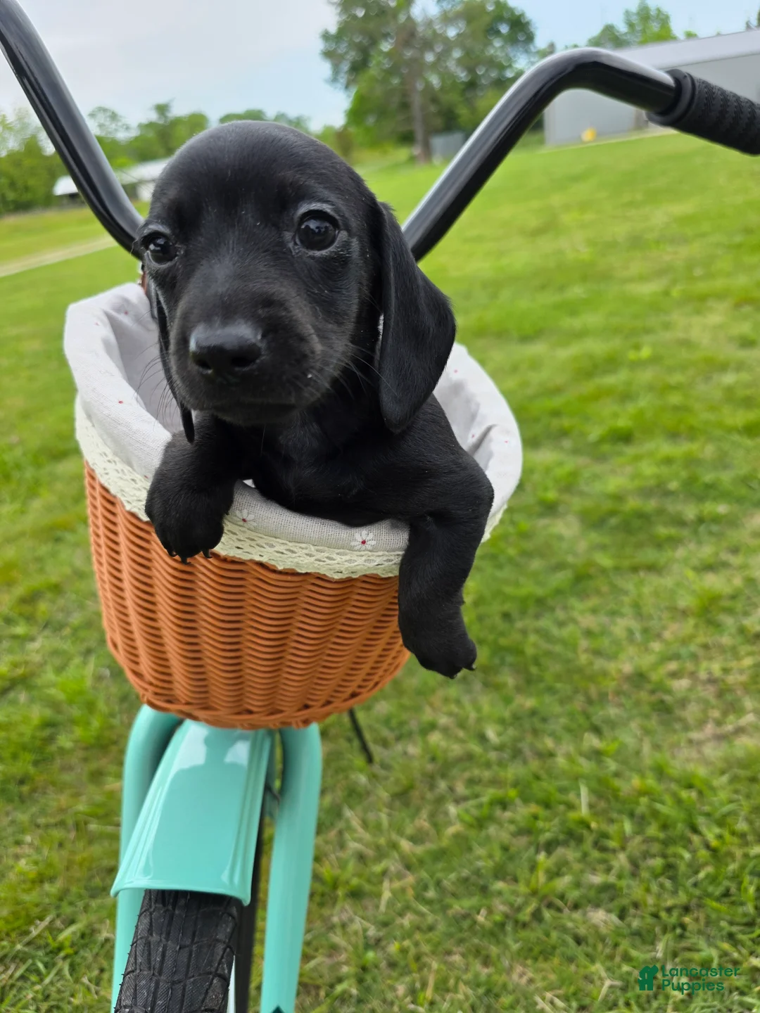 Miniature Dachshund dogs for sale: Miniature Dachshund Puppy 1 - Ad 2