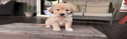 Golden Retriever dogs for sale: AKC Miss Luna Belle - Ad 3