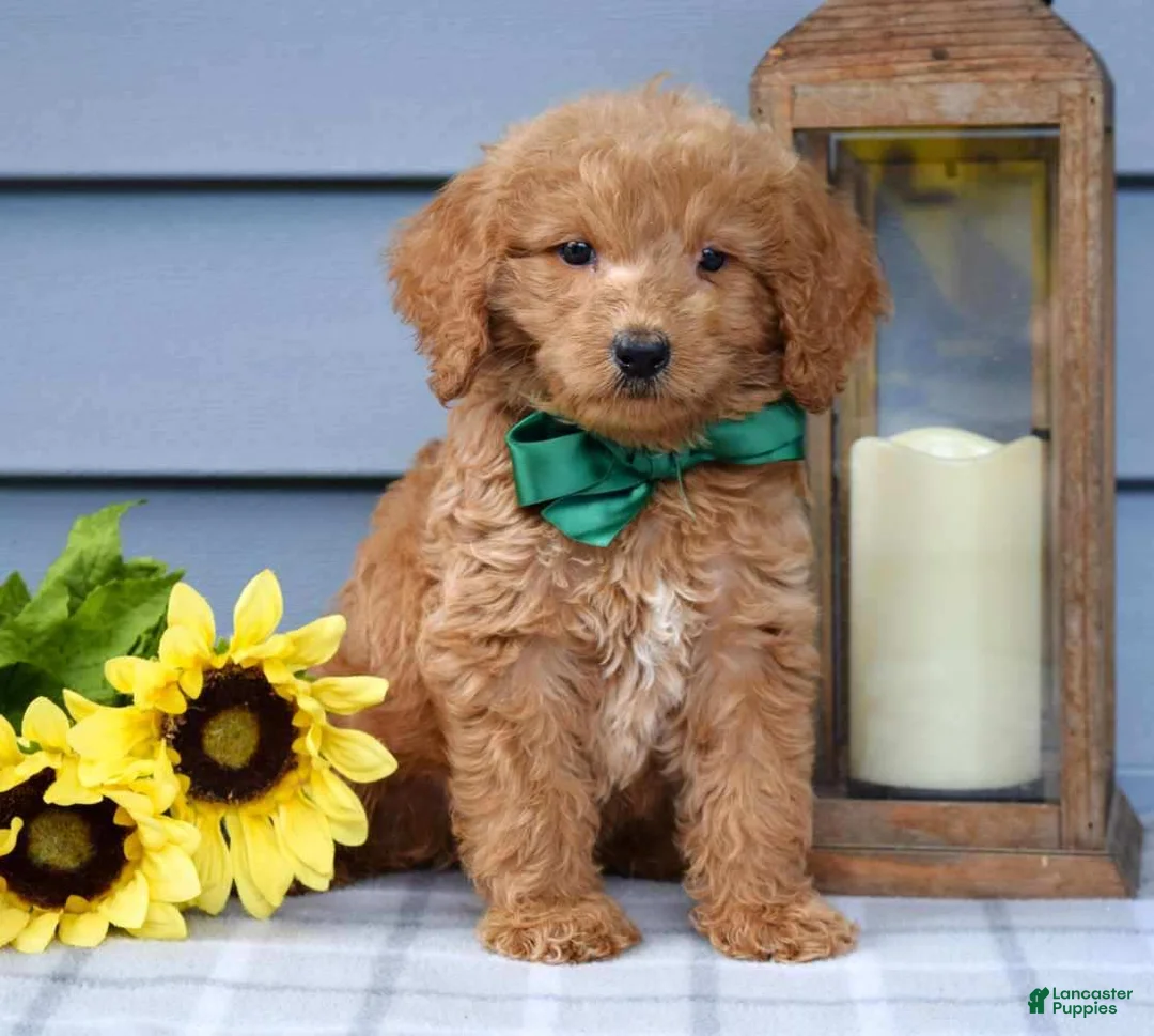 Goldendoodle dogs for sale: Finn - Ad 5