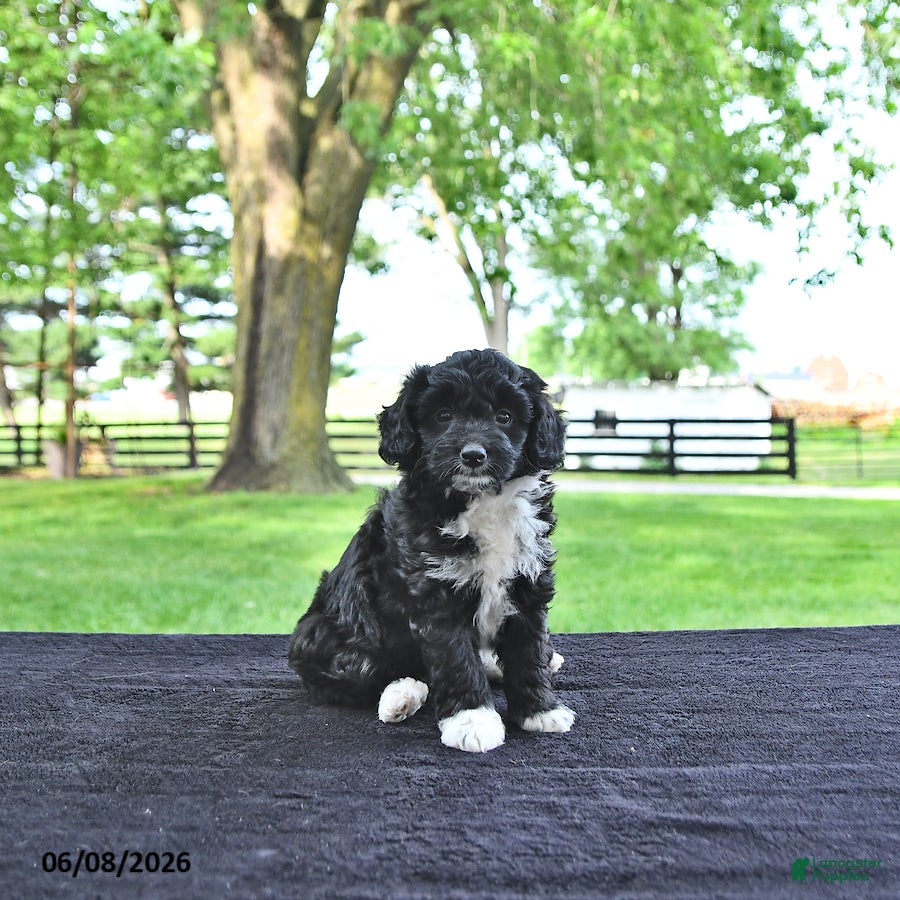 Mini Aussiedoodle dogs Trixie - Ad 1