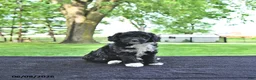 Mini Aussiedoodle dogs for sale: Trixie - Ad 1