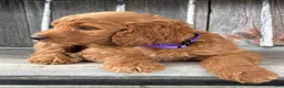 Irish Doodle dogs for sale: Charlotte  - Ad 5
