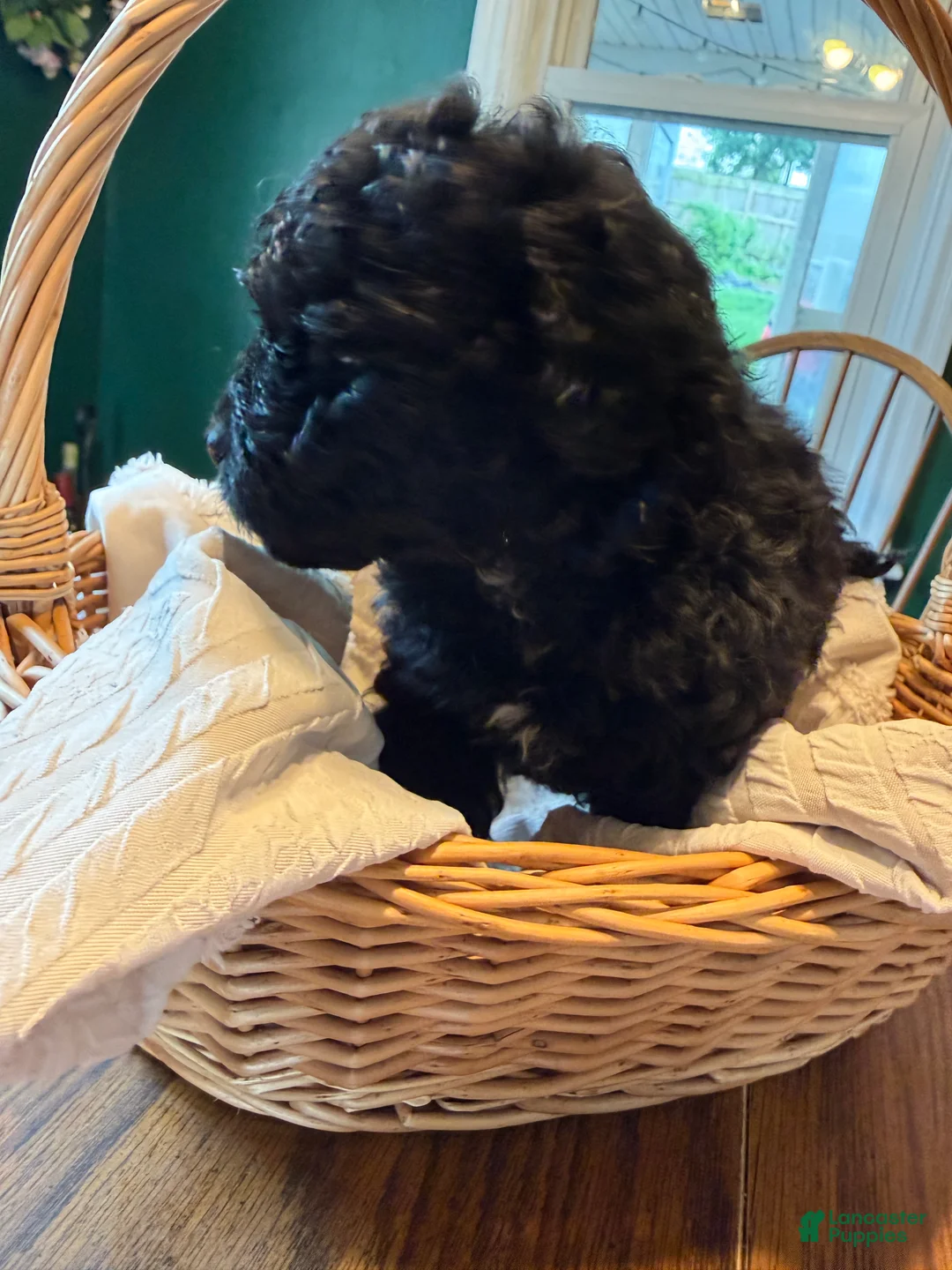 Mixed Breed dogs for sale: Mars - Ad 2