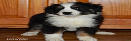 Australian Shepherd dogs for sale: Jackie - Ad 3