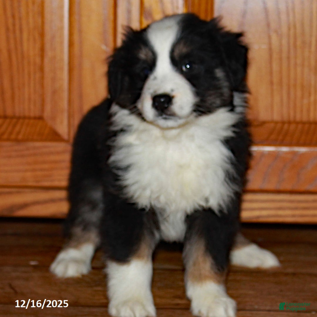 Australian Shepherd dogs for sale: Jackie - Ad 3