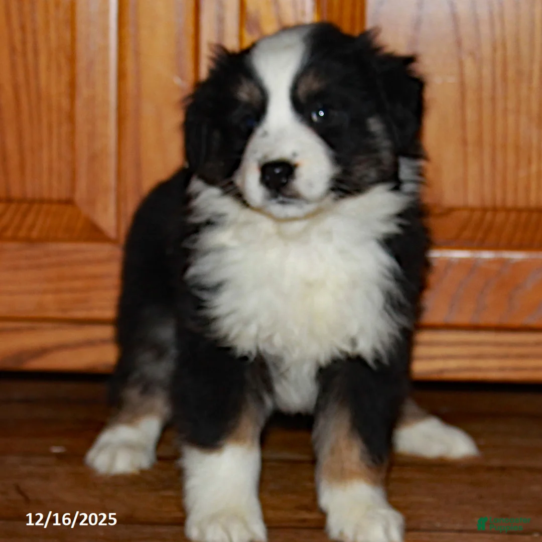 Australian Shepherd dogs for sale: Jackie - Ad 3