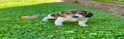 Beagle dogs for sale: Bambi - Ad 3