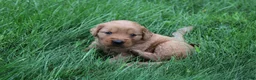 Golden Retriever dogs for sale: Golden Retriever 2 - Ad 4