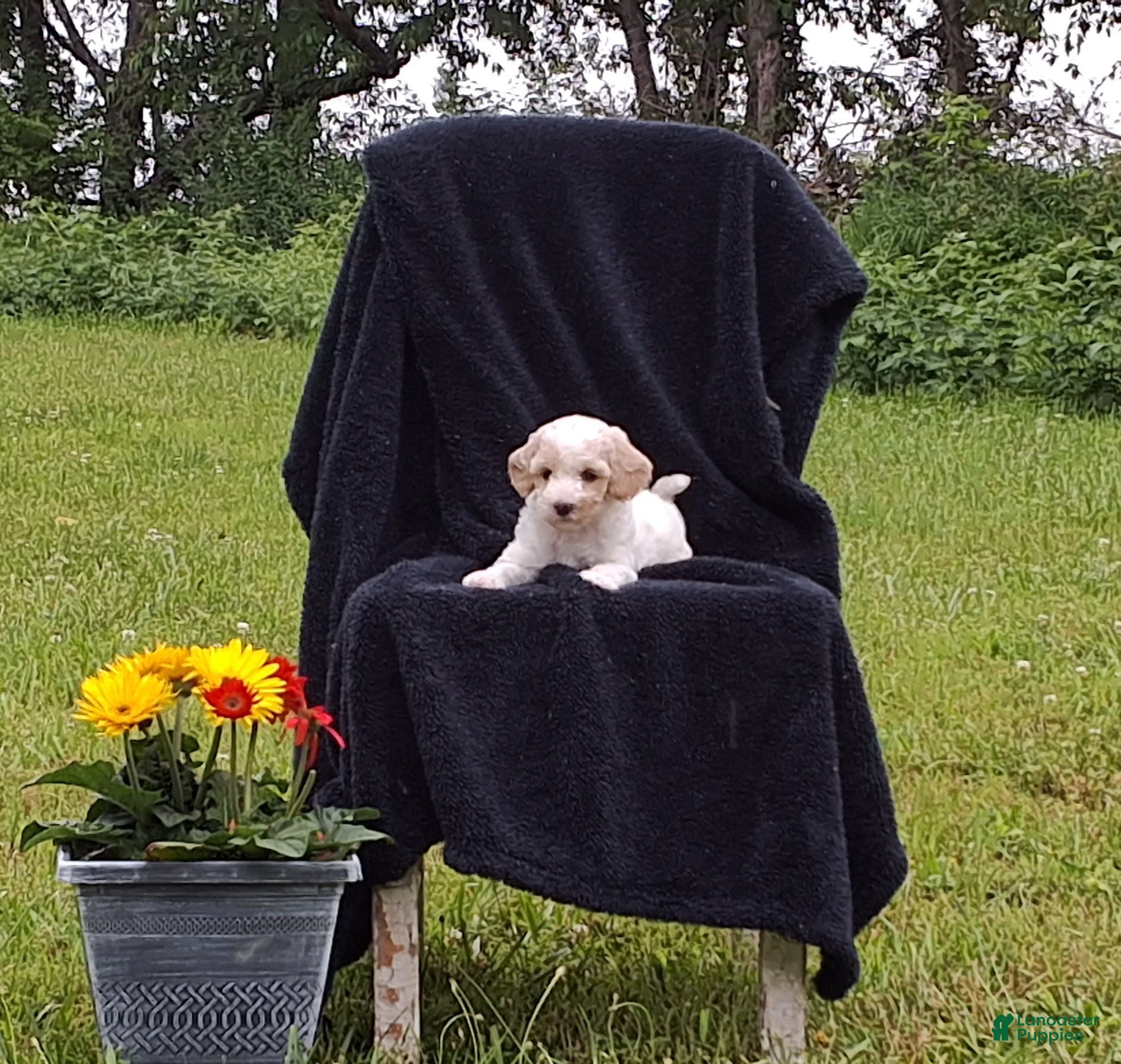 Miniature Poodle dogs Tanner - Ad 1