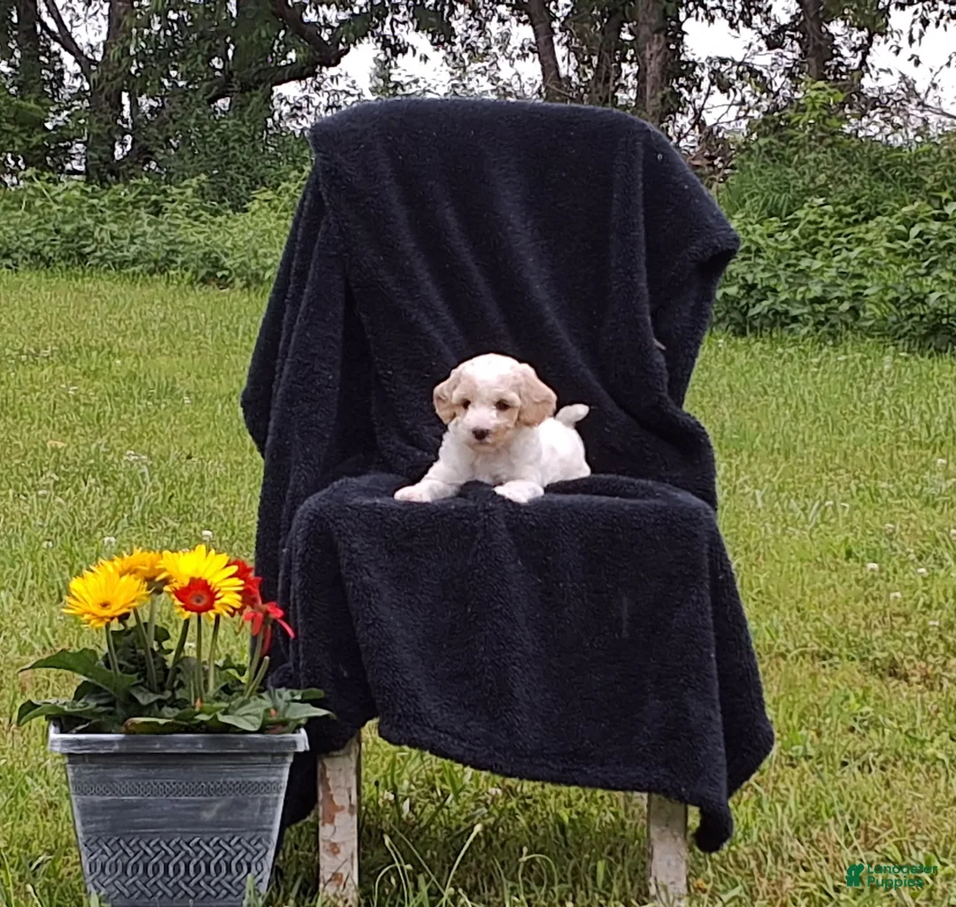 Miniature Poodle dogs for sale: Tanner - Ad 1