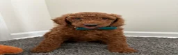 Goldendoodle dogs for sale: Towns  - Ad 3