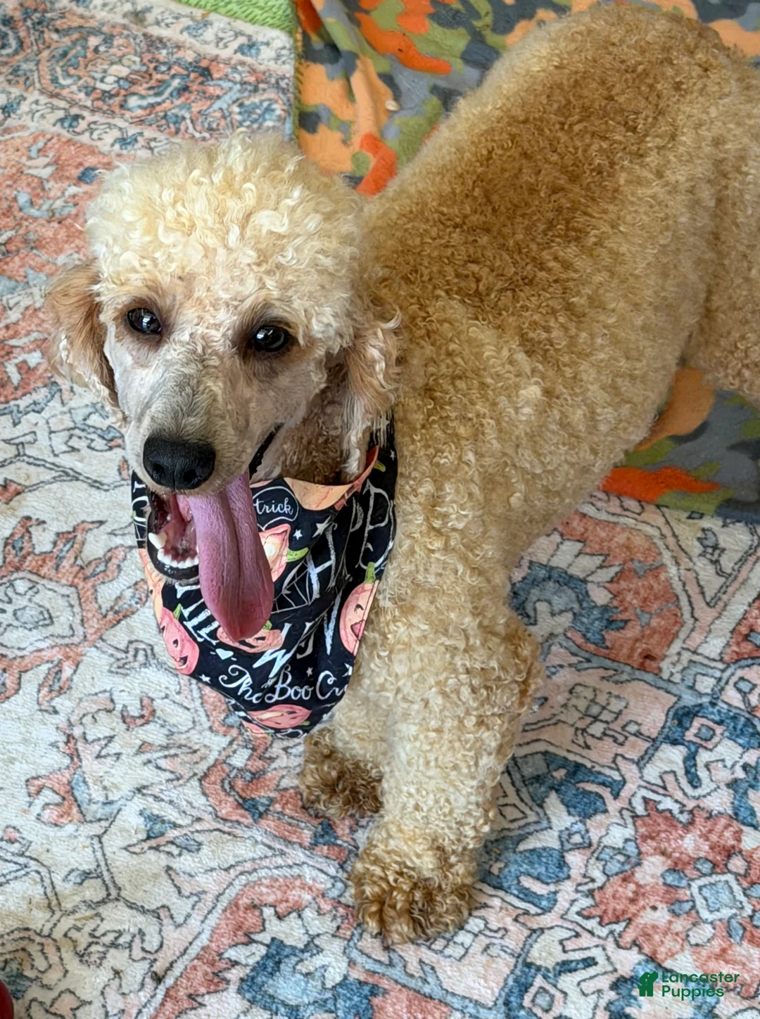 Miniature Poodle dogs for sale: Benji - Ad 2