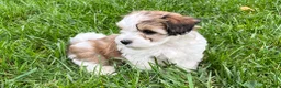 Havapoo dogs for sale: Leo - Ad 1