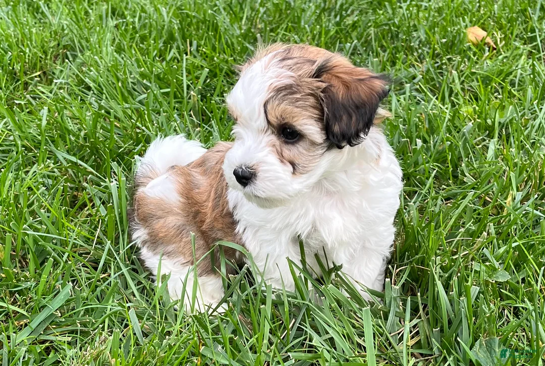Havapoo dogs for sale: Leo - Ad 1