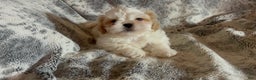 Shih Tzu dogs for sale: Shih Tzu Puppy 1 - Ad 28