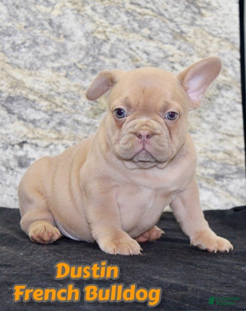 French Bulldog dogs Dustin - Ad 23