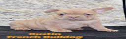 French Bulldog dogs for sale: Dustin - Ad 1