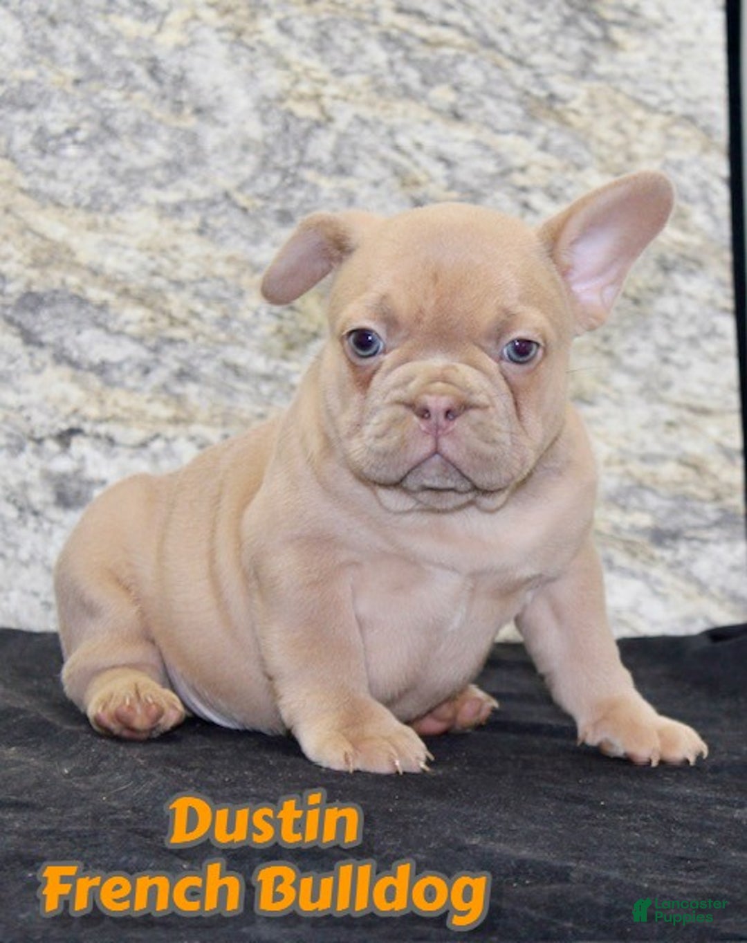 French Bulldog dogs for sale: Dustin - Ad 1