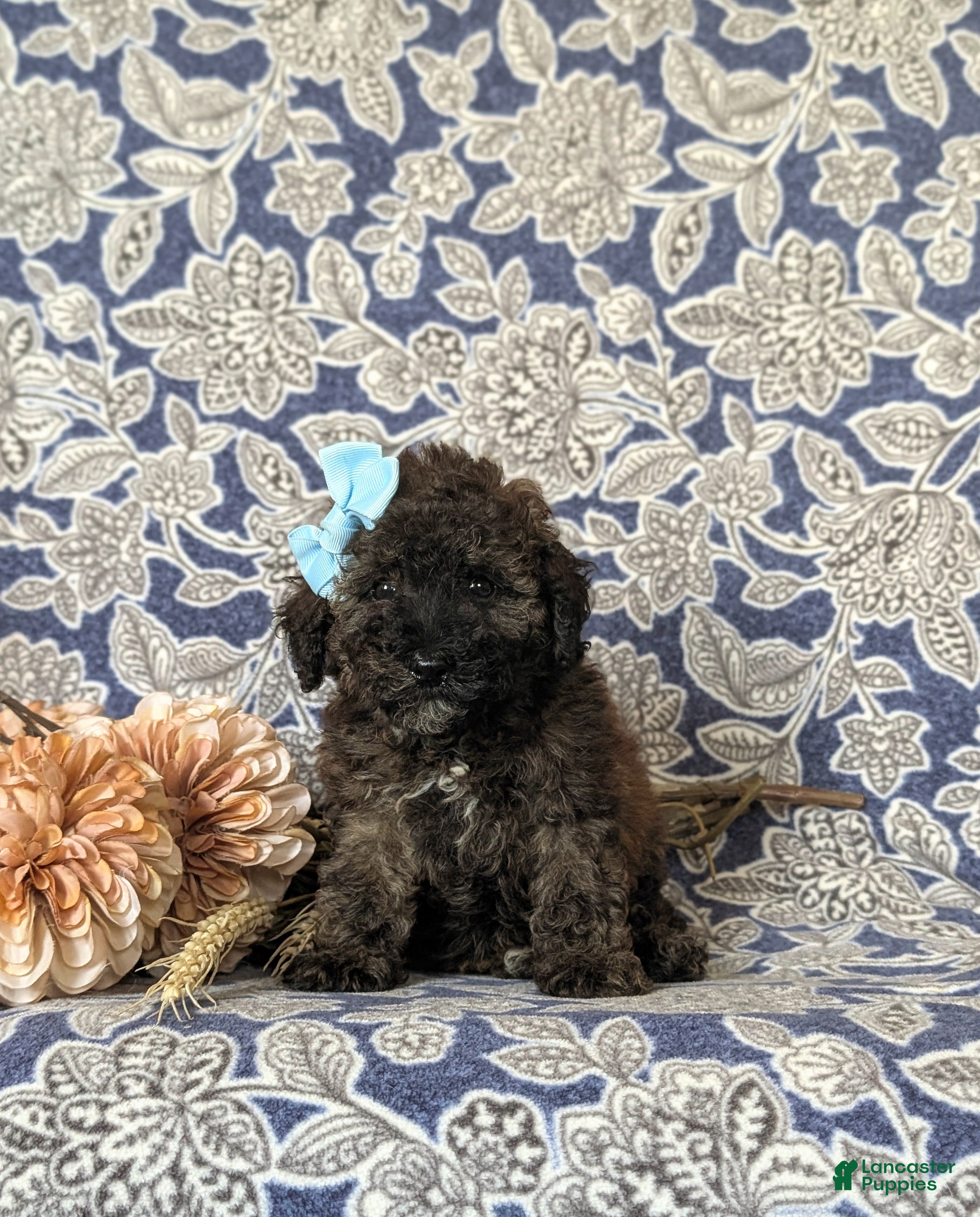 Toy Poodle dogs Tricia - Ad 2