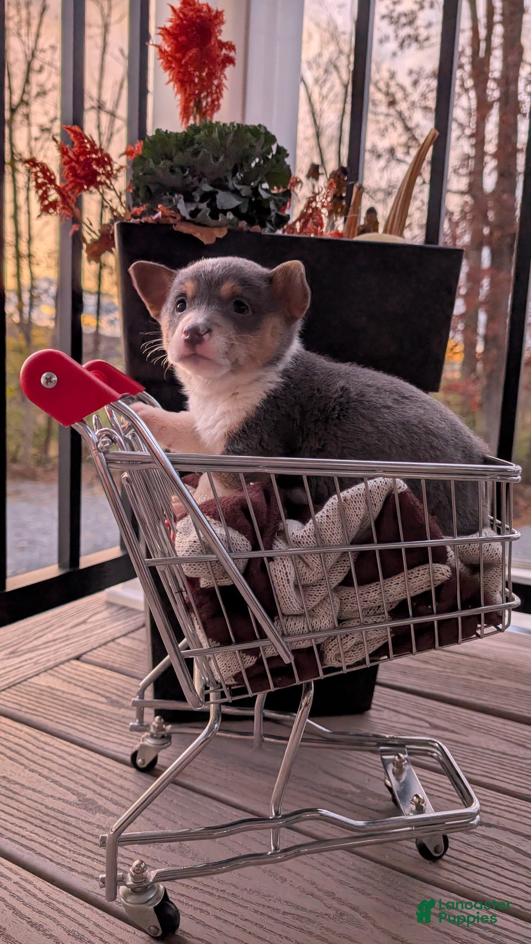 Mixed Breed dogs for sale: Hunter - Ad 2