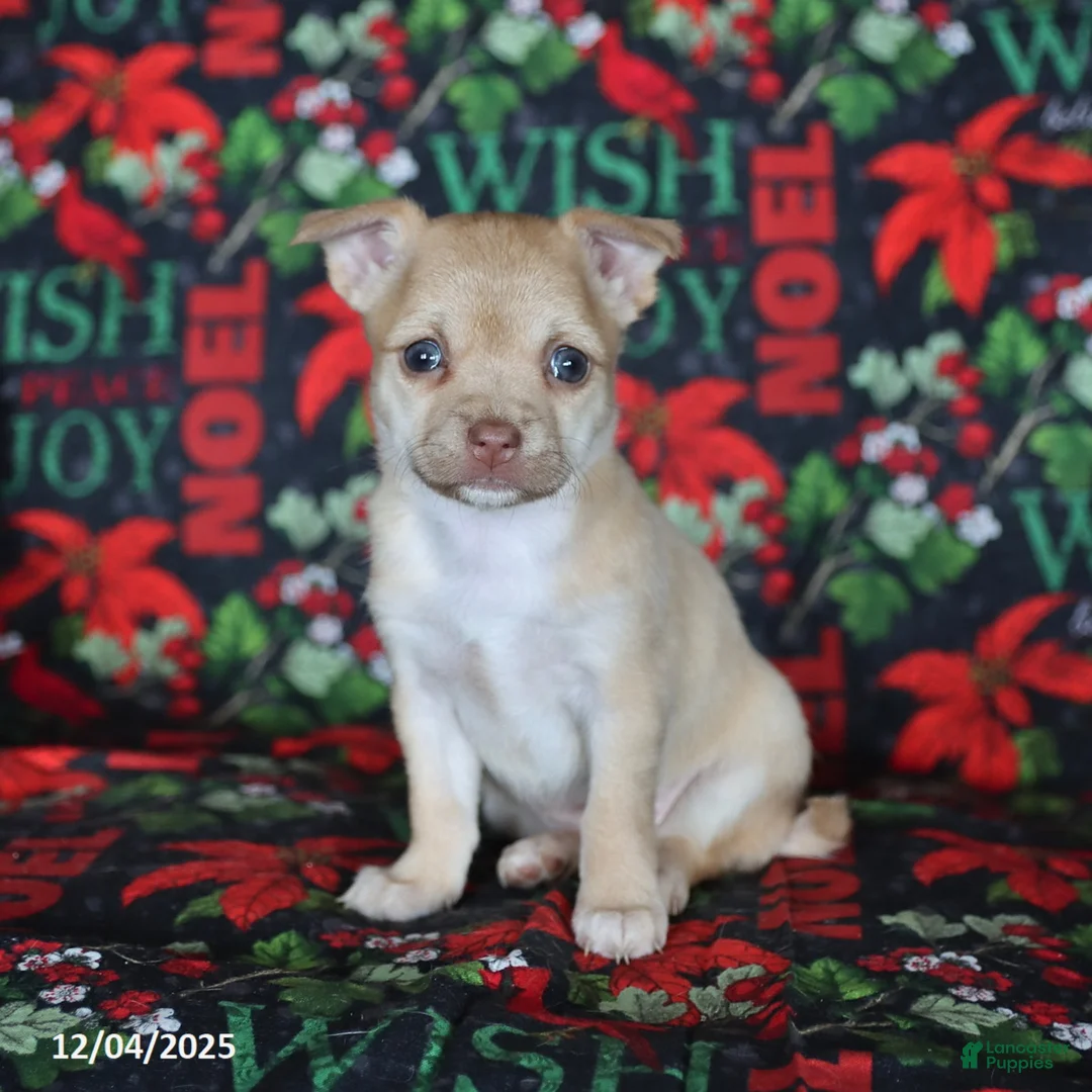 Chihuahua dogs for sale: Pixie - Ad 1