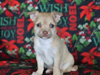 Chihuahua dogs Pixie - Ad 23